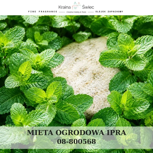MIĘTA ŚWIEŻA IPRA — olejek zapachowy do świec sojowych, parafinowych, wosków i tart zapachowych. Kraina Świec: dokumentacja CLP, IFRA, SDS. Surowce DIY dla profesjonalistów.