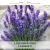 LAVENDER IPRA — olejek zapachowy do świec sojowych, parafinowych, wosków i tart zapachowych. Kraina Świec: dokumentacja CLP, IFRA, SDS. Surowce DIY dla profesjonalistów.