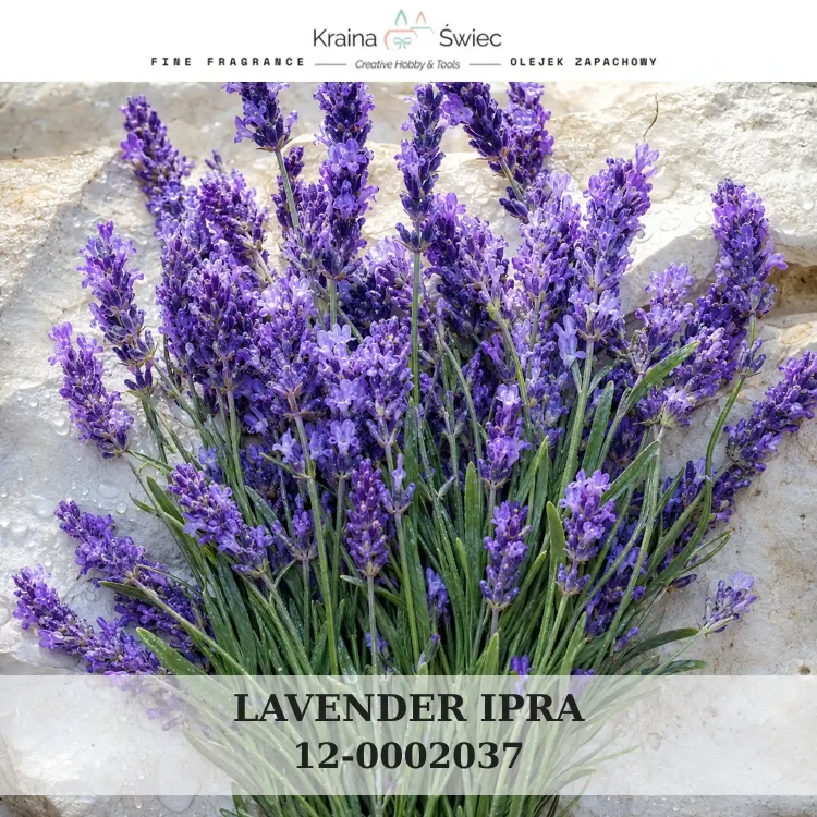 LAVENDER IPRA — olejek zapachowy do świec sojowych, parafinowych, wosków i tart zapachowych. Kraina Świec: dokumentacja CLP, IFRA, SDS. Surowce DIY dla profesjonalistów.