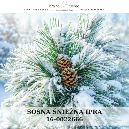 SOSNA ŚNIEŻNA IPRA — olejek zapachowy do świec sojowych, parafinowych, wosków i tart zapachowych. Kraina Świec: dokumentacja CLP, IFRA, SDS. Surowce DIY dla profesjonalistów.