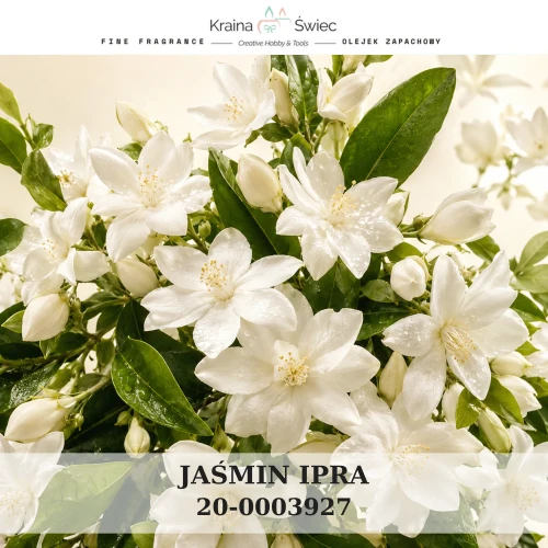 JAŚMIN IPRA — olejek zapachowy do świec sojowych, parafinowych, wosków i tart zapachowych. Kraina Świec: dokumentacja CLP, IFRA, SDS. Surowce DIY dla profesjonalistów.