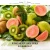 KIWI & GUAVA IPRA — olejek zapachowy do świec sojowych, parafinowych, wosków i tart zapachowych. Kraina Świec: dokumentacja CLP, IFRA, SDS. Surowce DIY dla profesjonalistów.