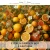 CITRUS GARDEN SGP — olejek zapachowy do świec, dyfuzorów, mydeł i kosmetyków. Kraina Świec: dokumentacja CLP, IFRA, SDS. Surowce DIY dla profesjonalistów.