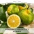 BERGAMOT & ORANGE FCF — olejek zapachowy do świec, dyfuzorów, mydeł i kosmetyków. Kraina Świec: dokumentacja CLP, IFRA, SDS. Surowce DIY dla profesjonalistów.